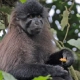 Grey-cheeked mangabey
