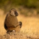 Olive baboon