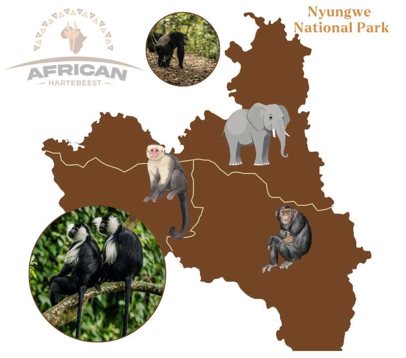 Nyungwe Forest National Park Map