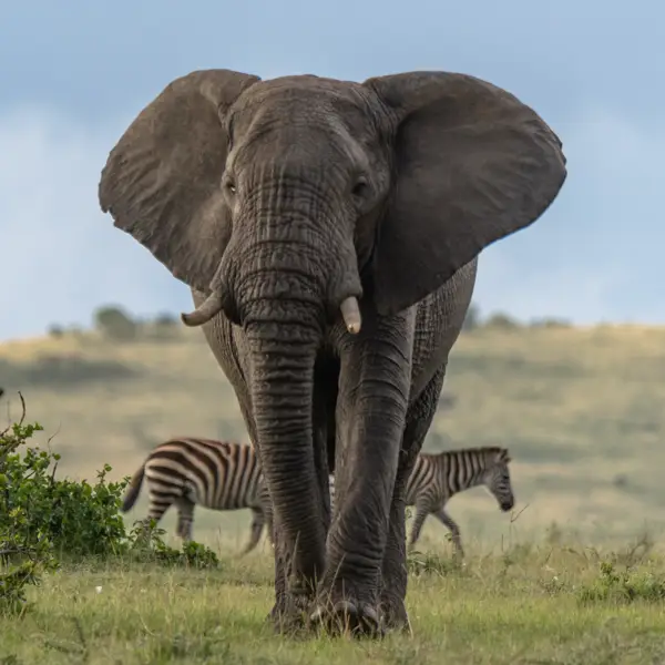 Ol Pejata Conservancy Wildlife