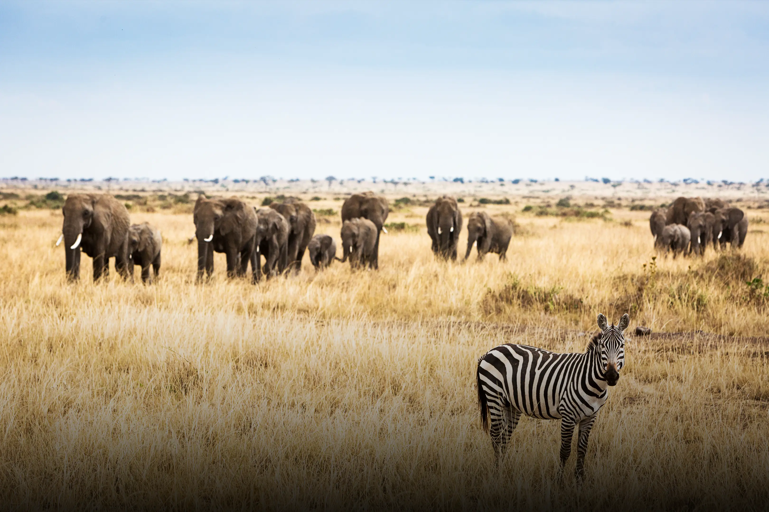 Ol Pejata Conservancy Guardians of Giants