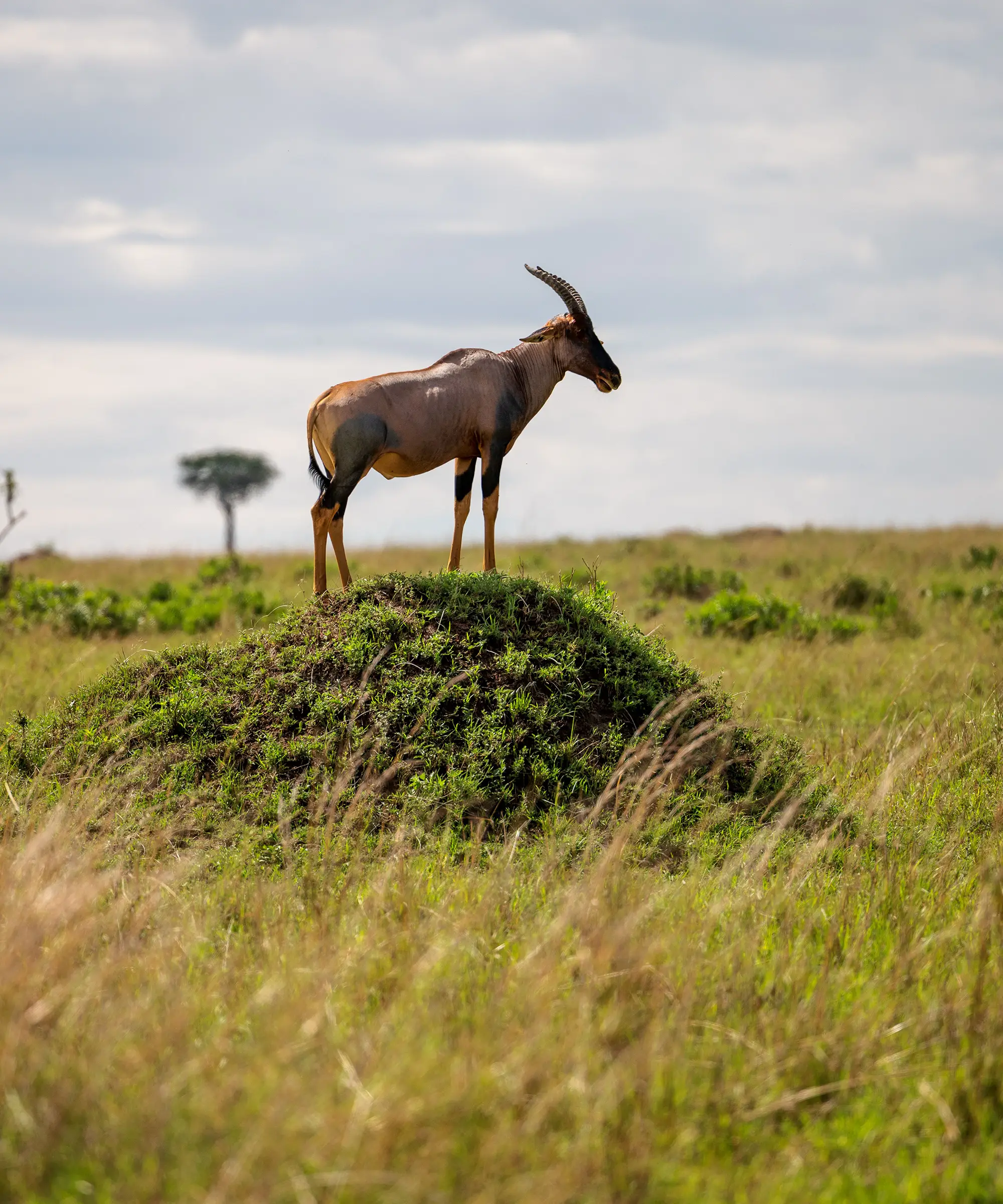 Ol Pejata Conservancy Game Drives