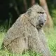 Olive Baboon