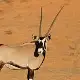 Fringe-eared Oryx