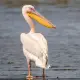 Great White Pelicans