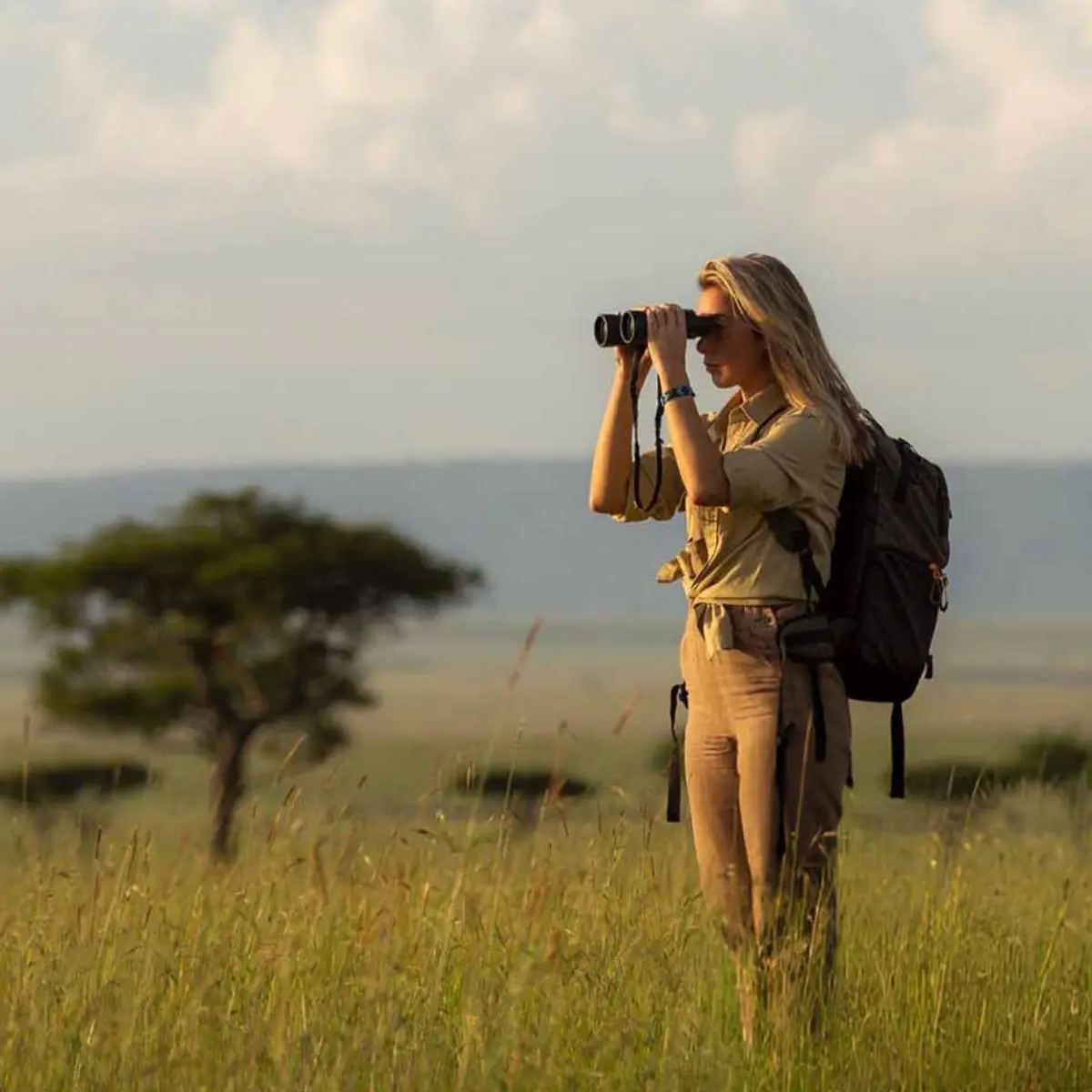 African Hartebeest