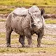 White Rhino