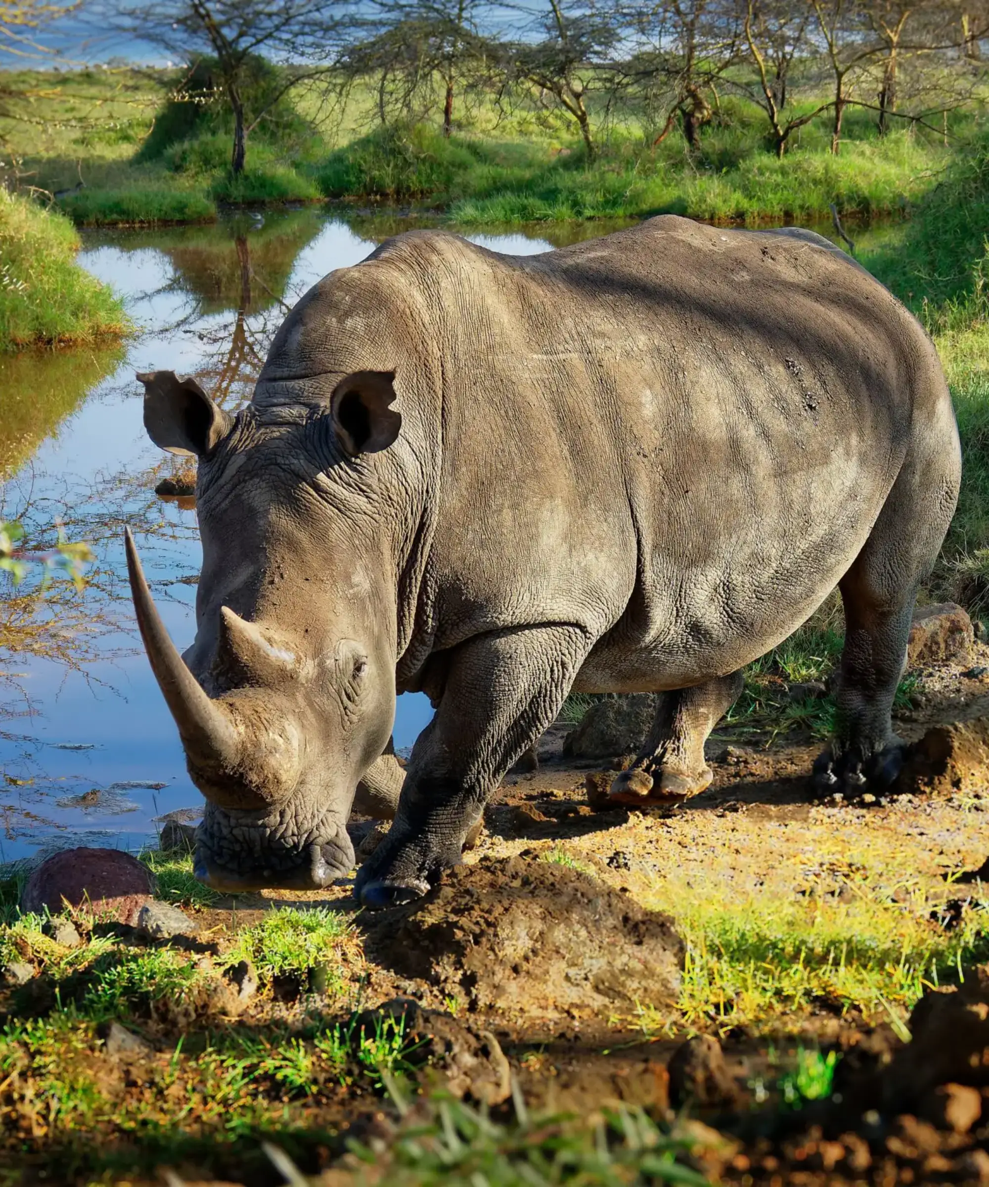 Rift Valley Lakes  Game Drives