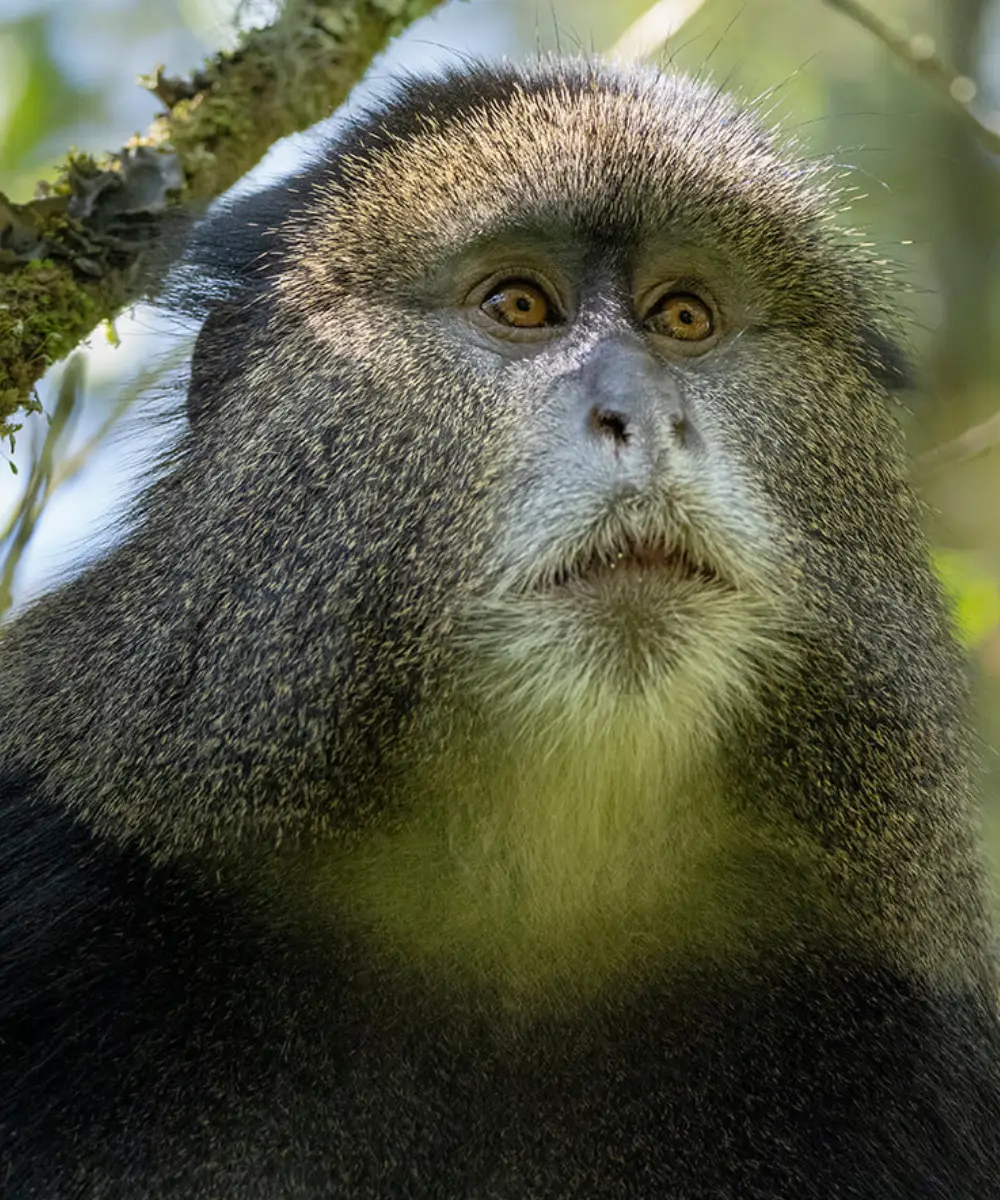 Golden Monkey Trekking