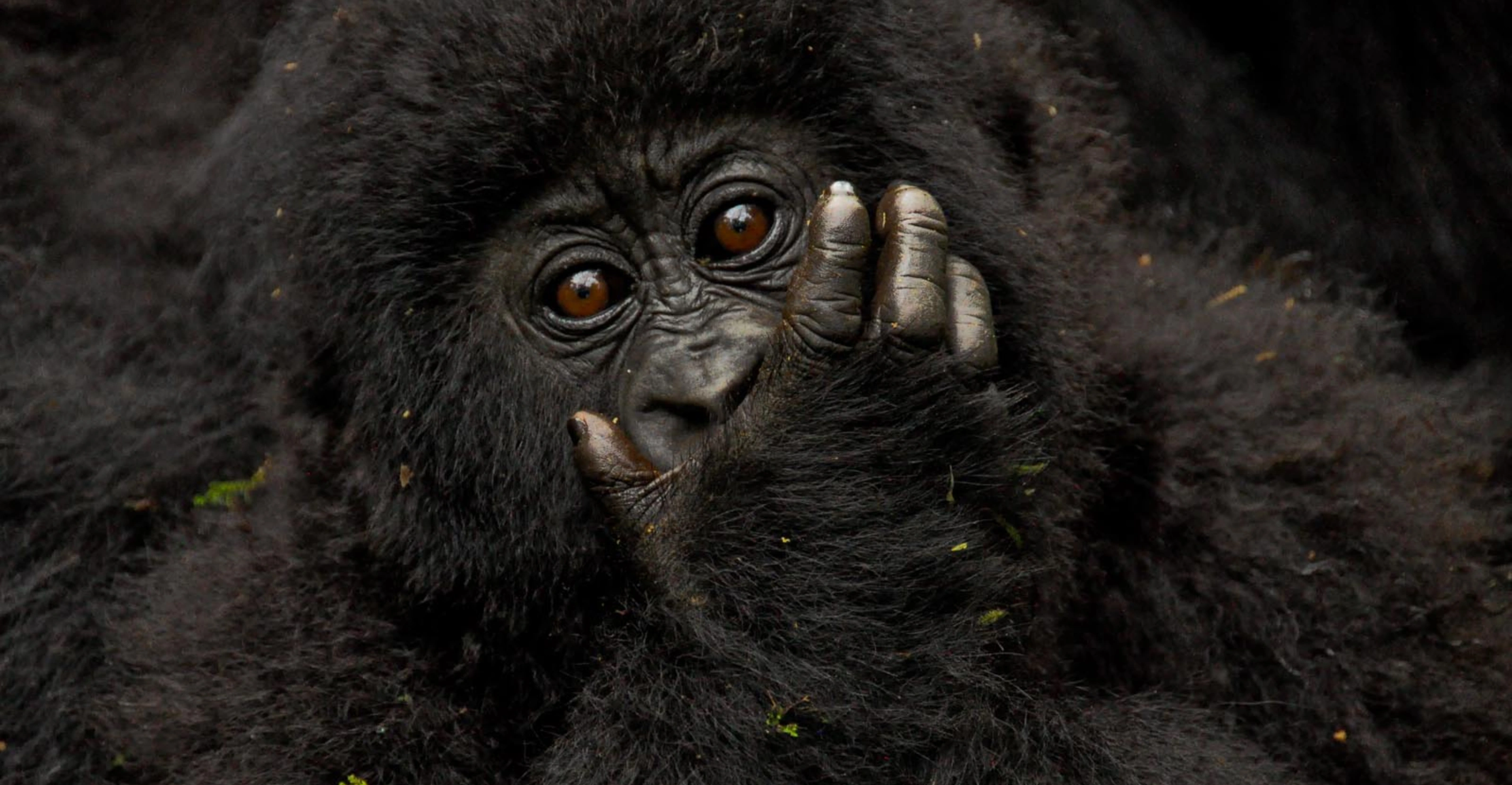 Rwanda Tipping Guide