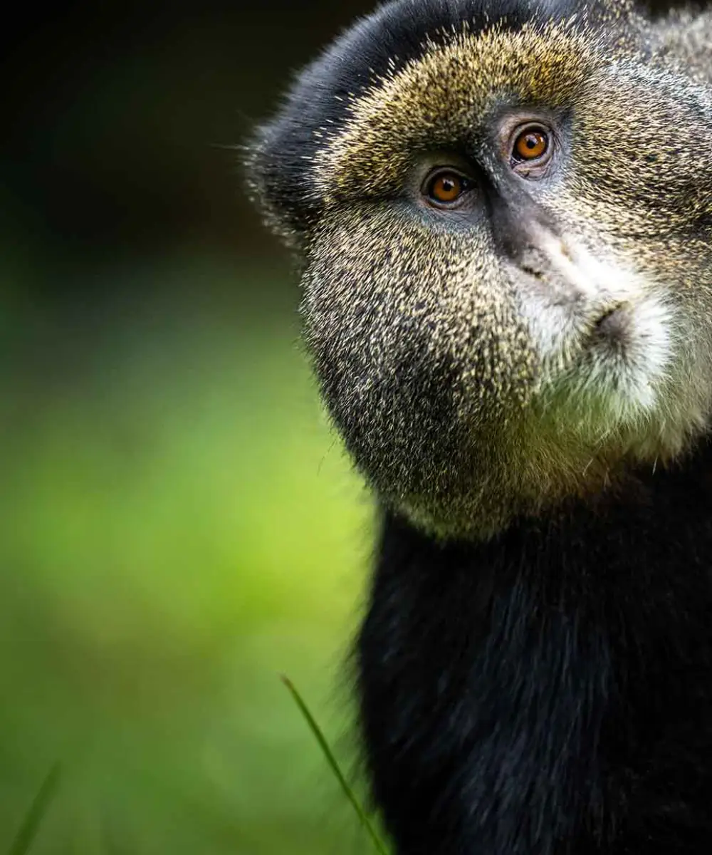 Travel Insurance in Rwanda