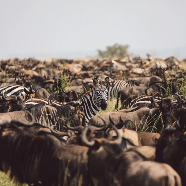 Serengeti National Park Attractions