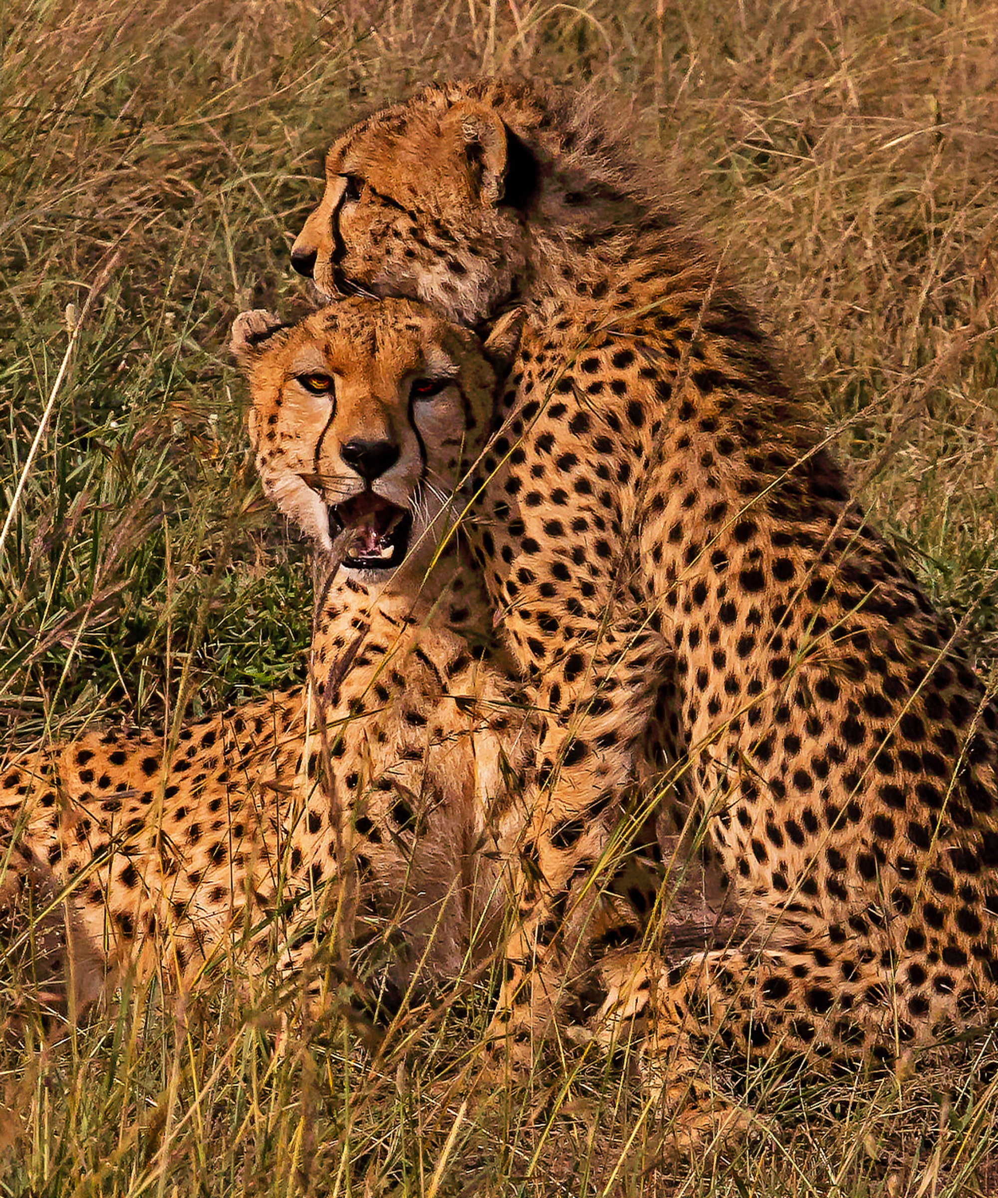 Serengeti National Park Attractions