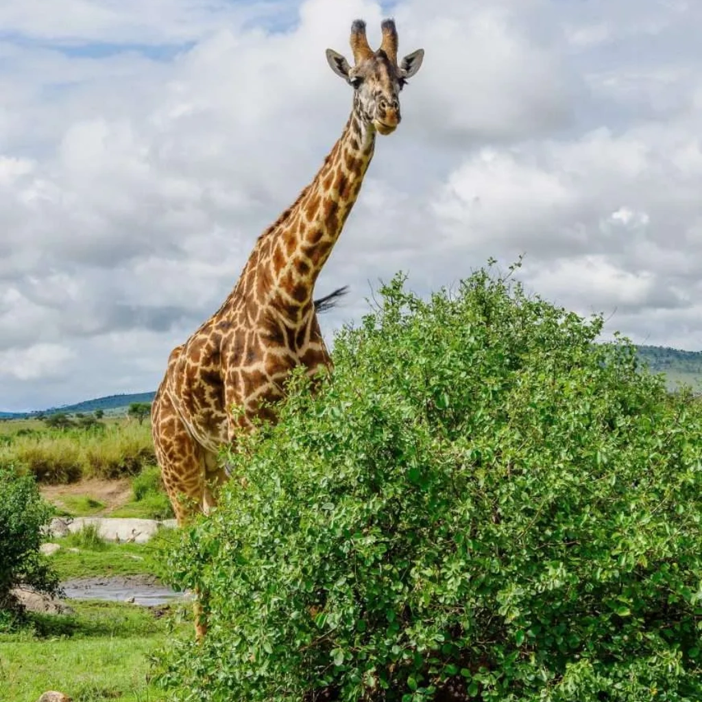 Tanzania Tipping Guide Attractions