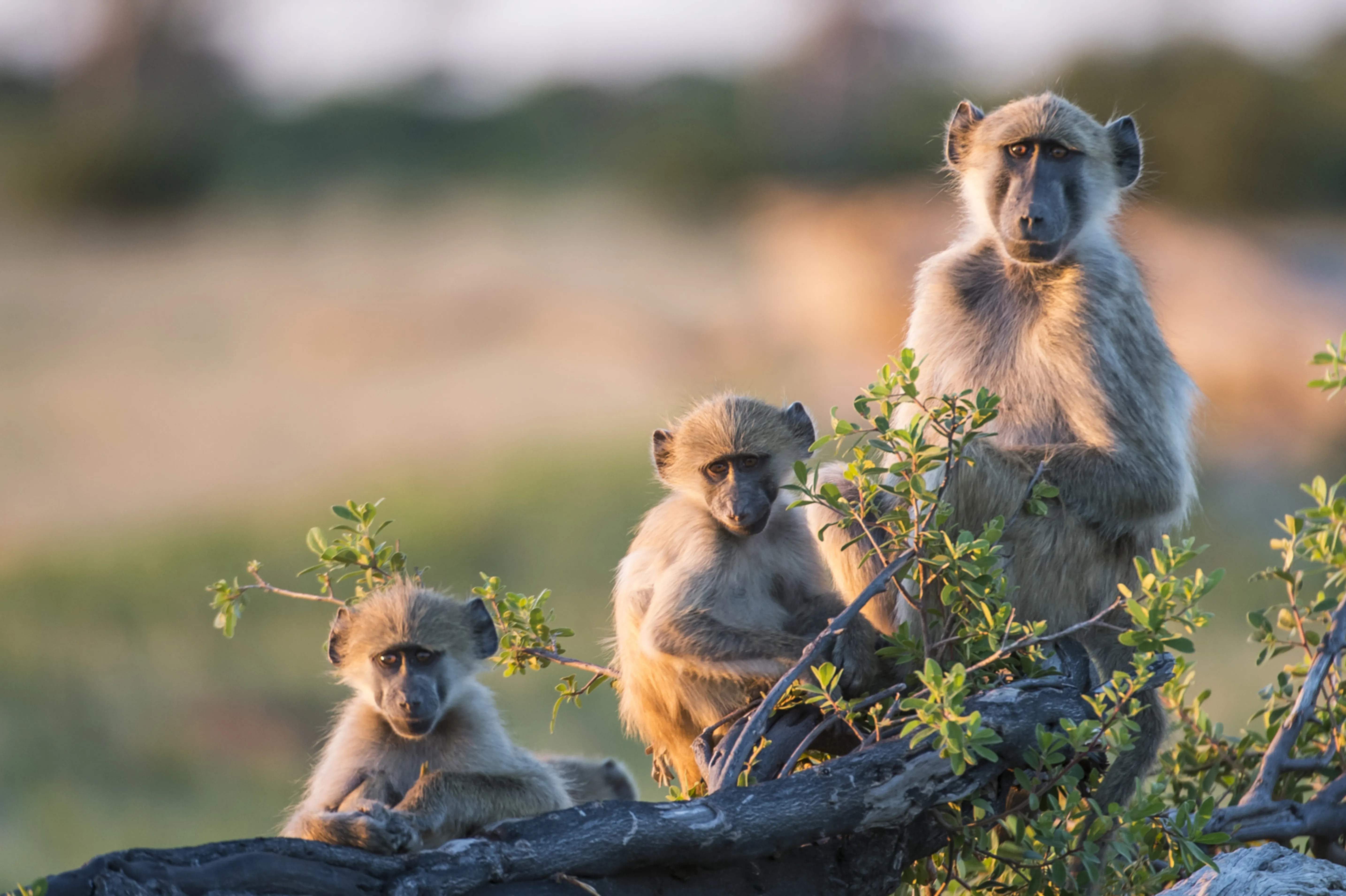 African Hartebeest Wildlife