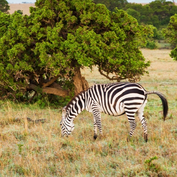 Tanzania Safari Blog