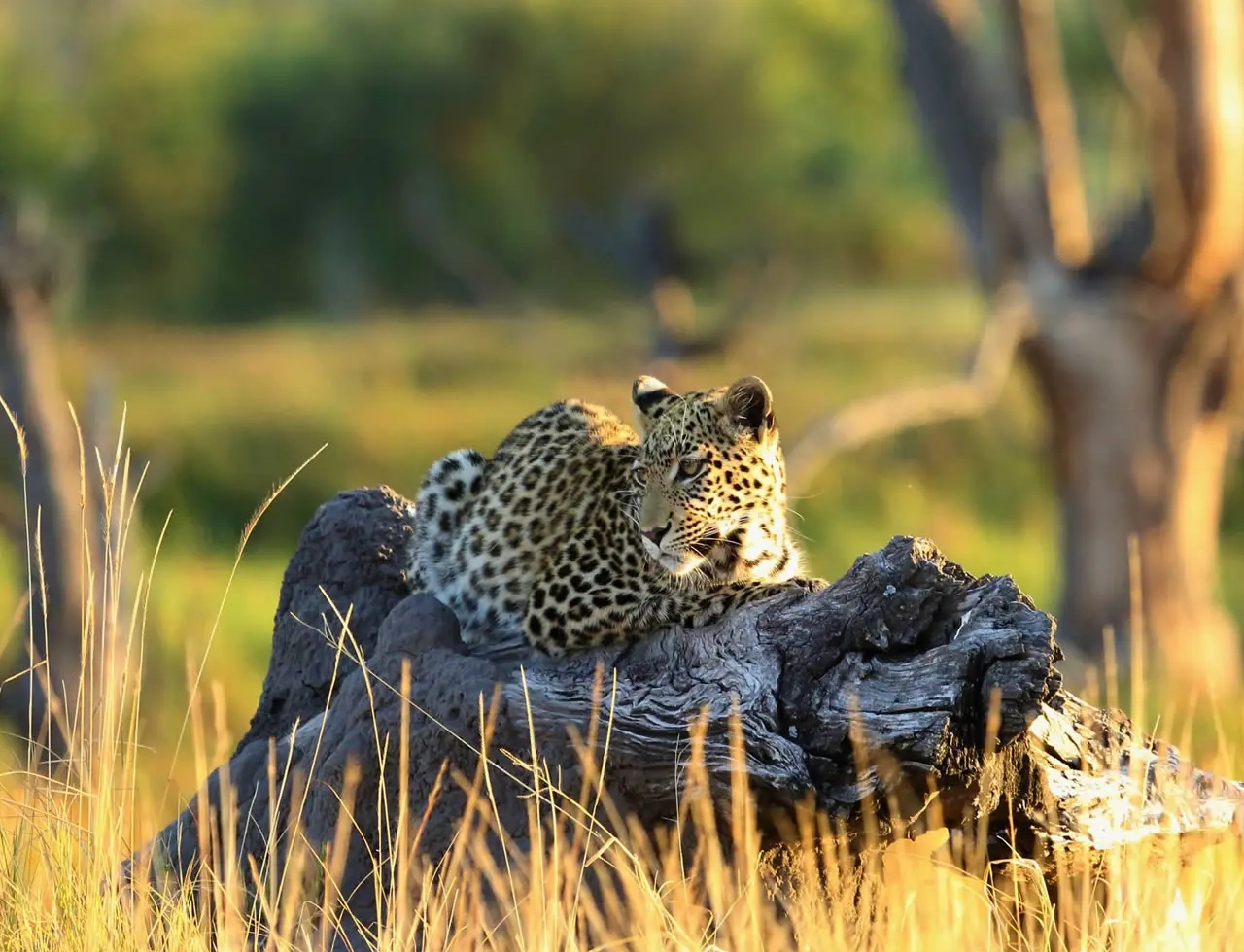 Things To Do In Kenya Attractions
