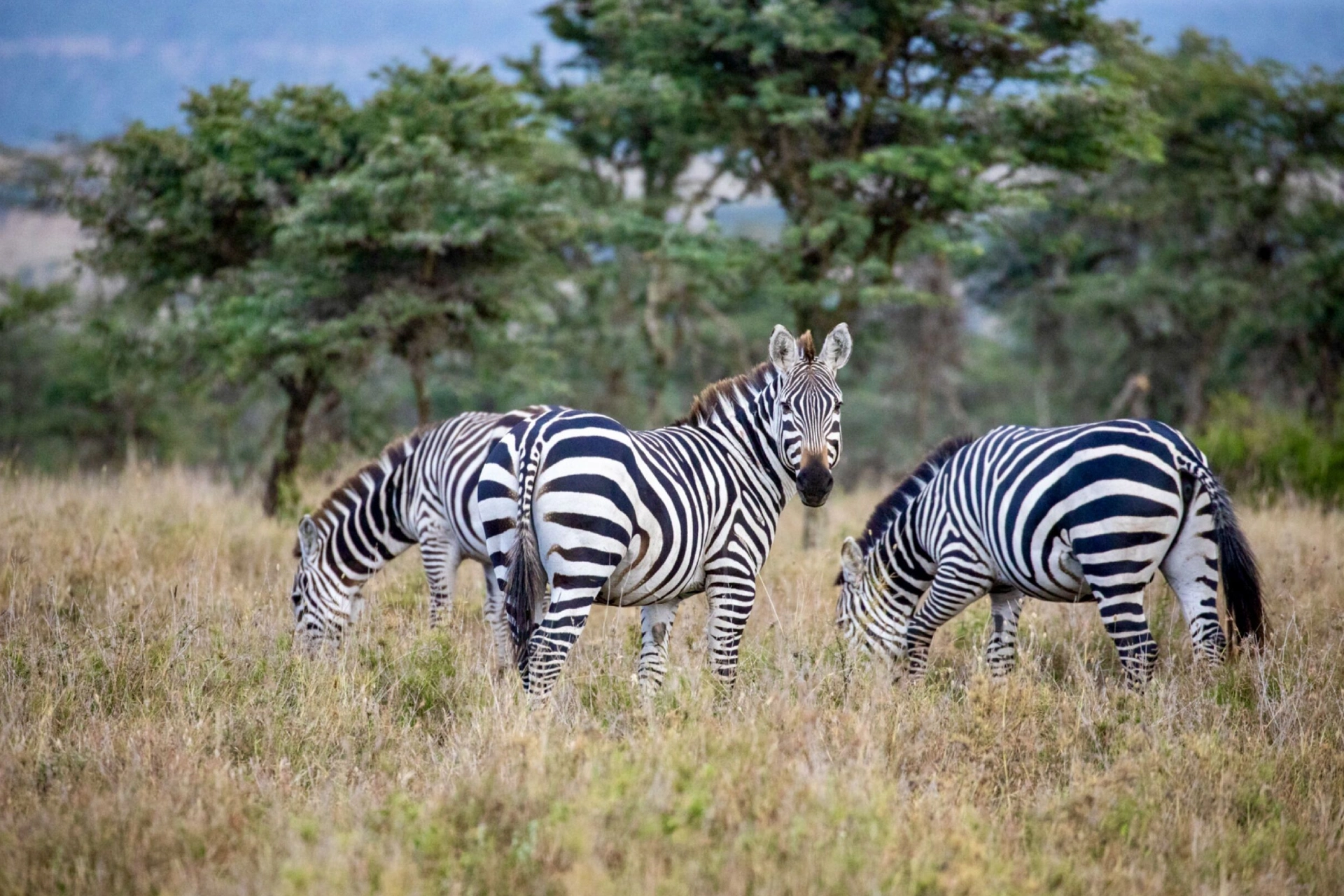 Things To Do In Kenya