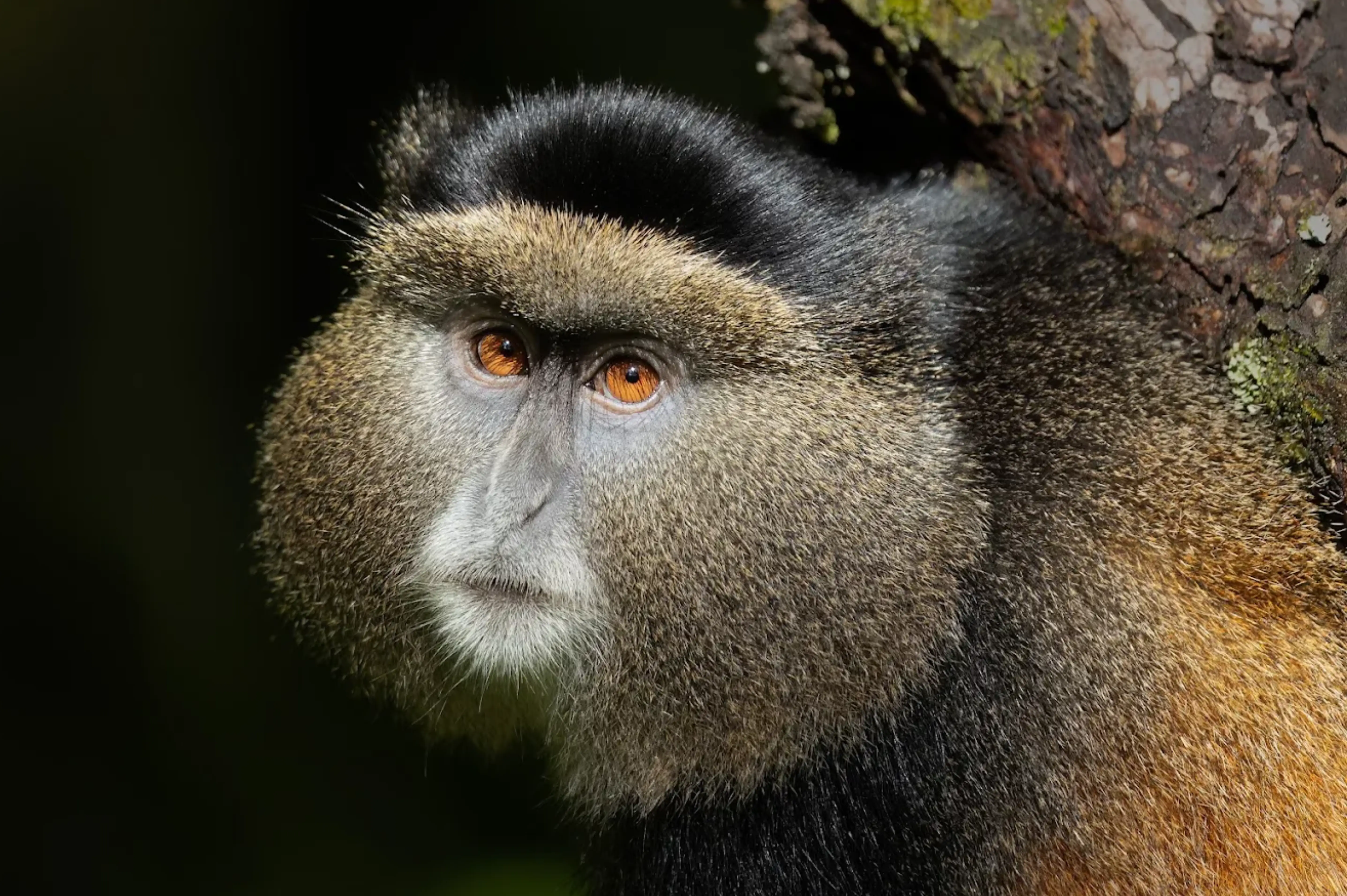 Golden Monkey Trekking