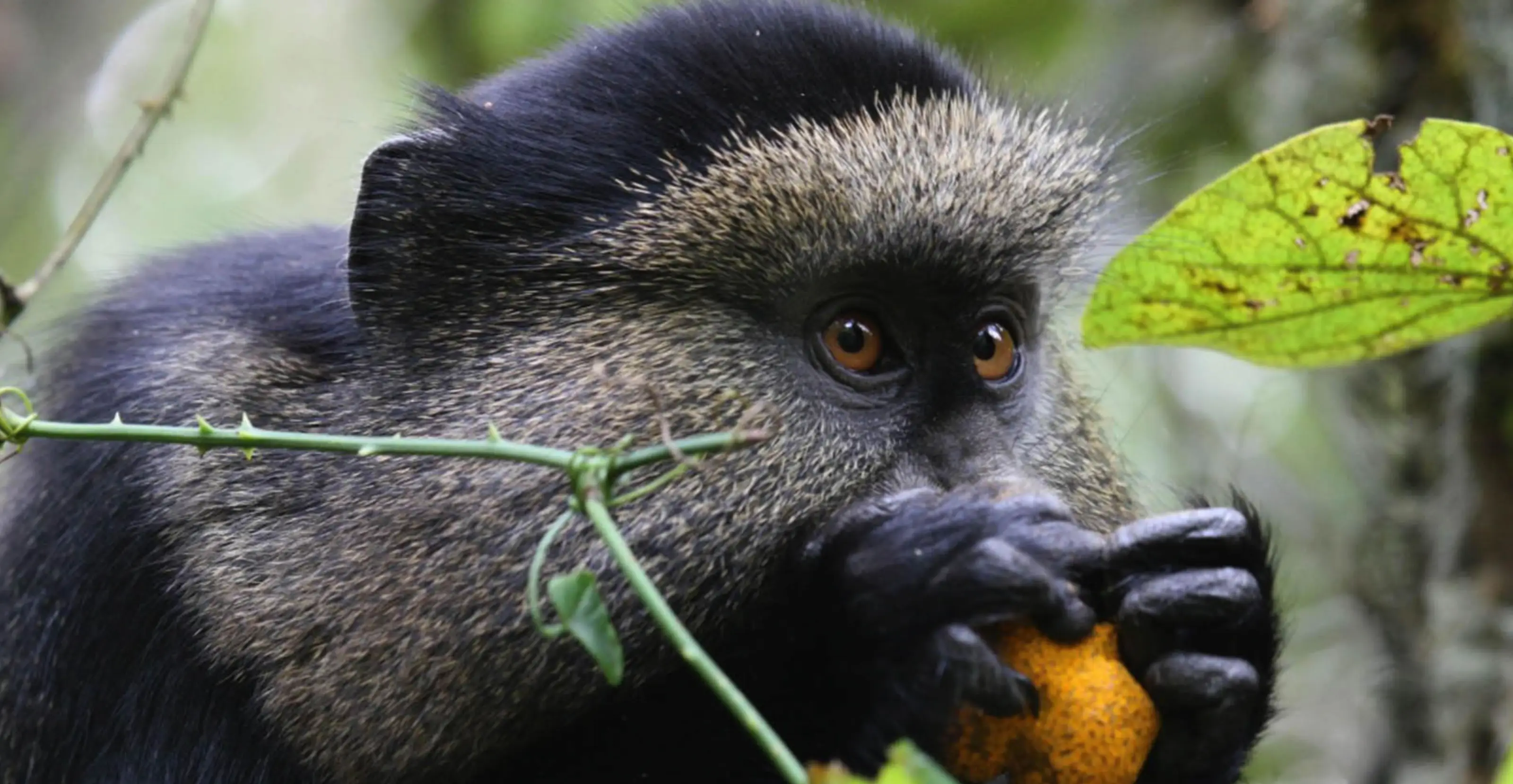 Things To Do In Uganda