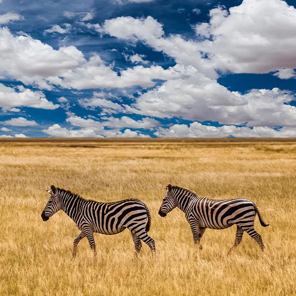 Tsavo East National Park Wildlife