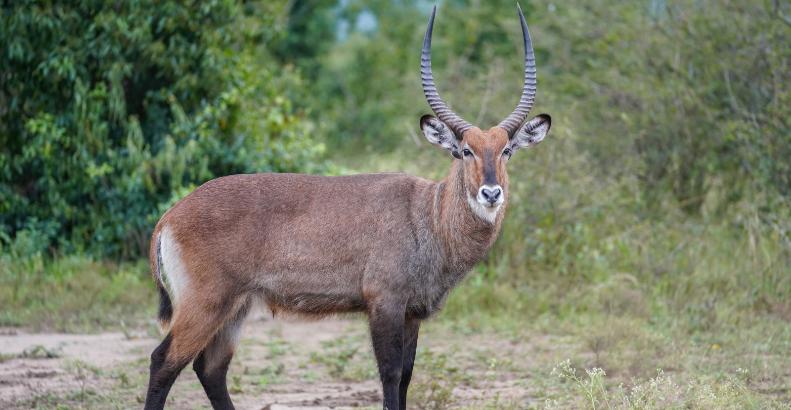 Tsavo West National Park