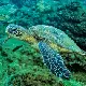 Green Sea Turtle