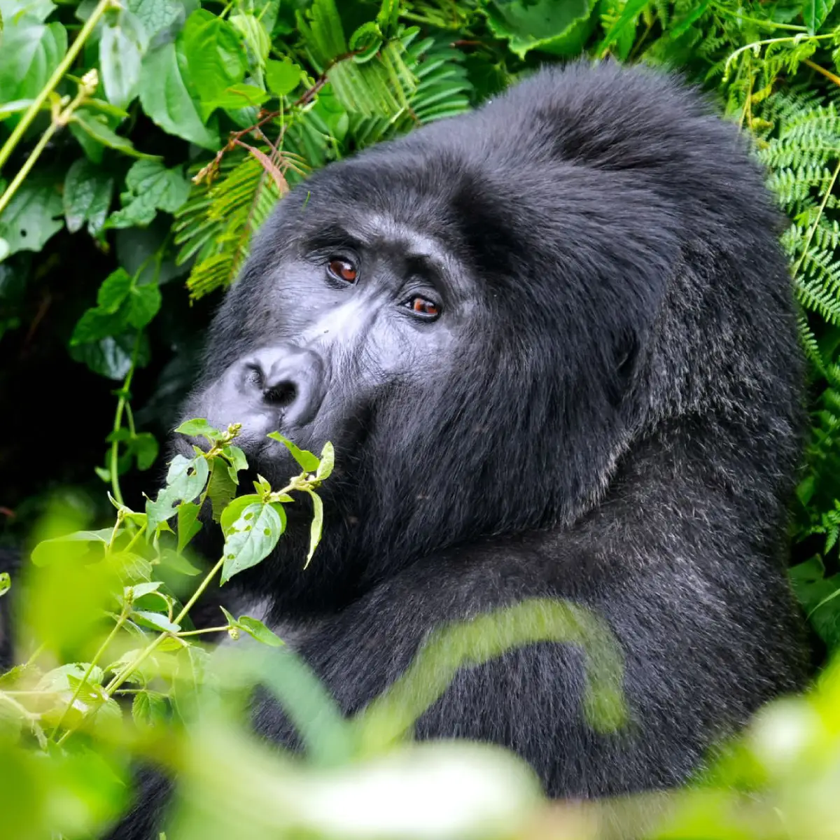 Uganda Safari Packing List