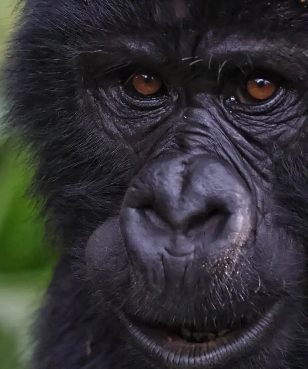 Uganda Safari Packing List