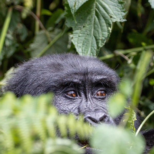 Volcanoes National Park Gorilla