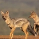 Side-striped Jackals