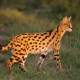 Serval Cats