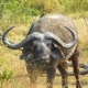 African Buffalo