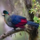 Rwenzori Turacos