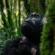 Mountain Gorillas