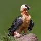 Mount Kenya National Park Bearded Vulture
