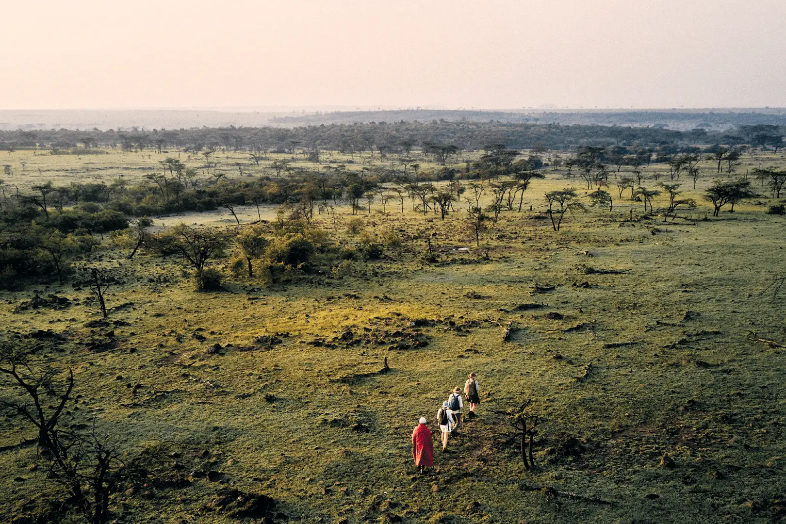 African Hartebeest