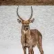 Waterbuck