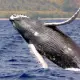 Humpback Whale