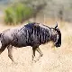 Wildebeest