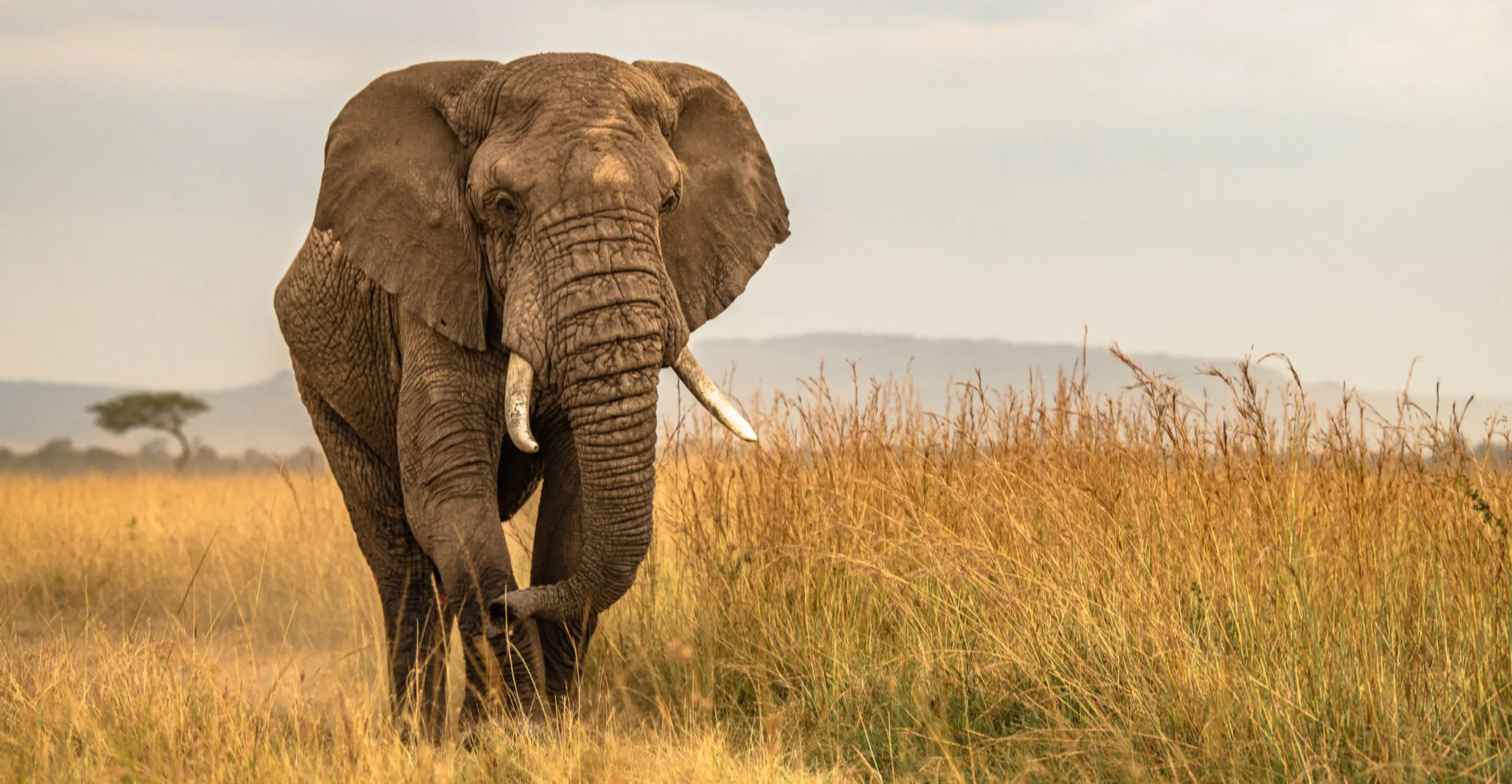 Wildlife Photography