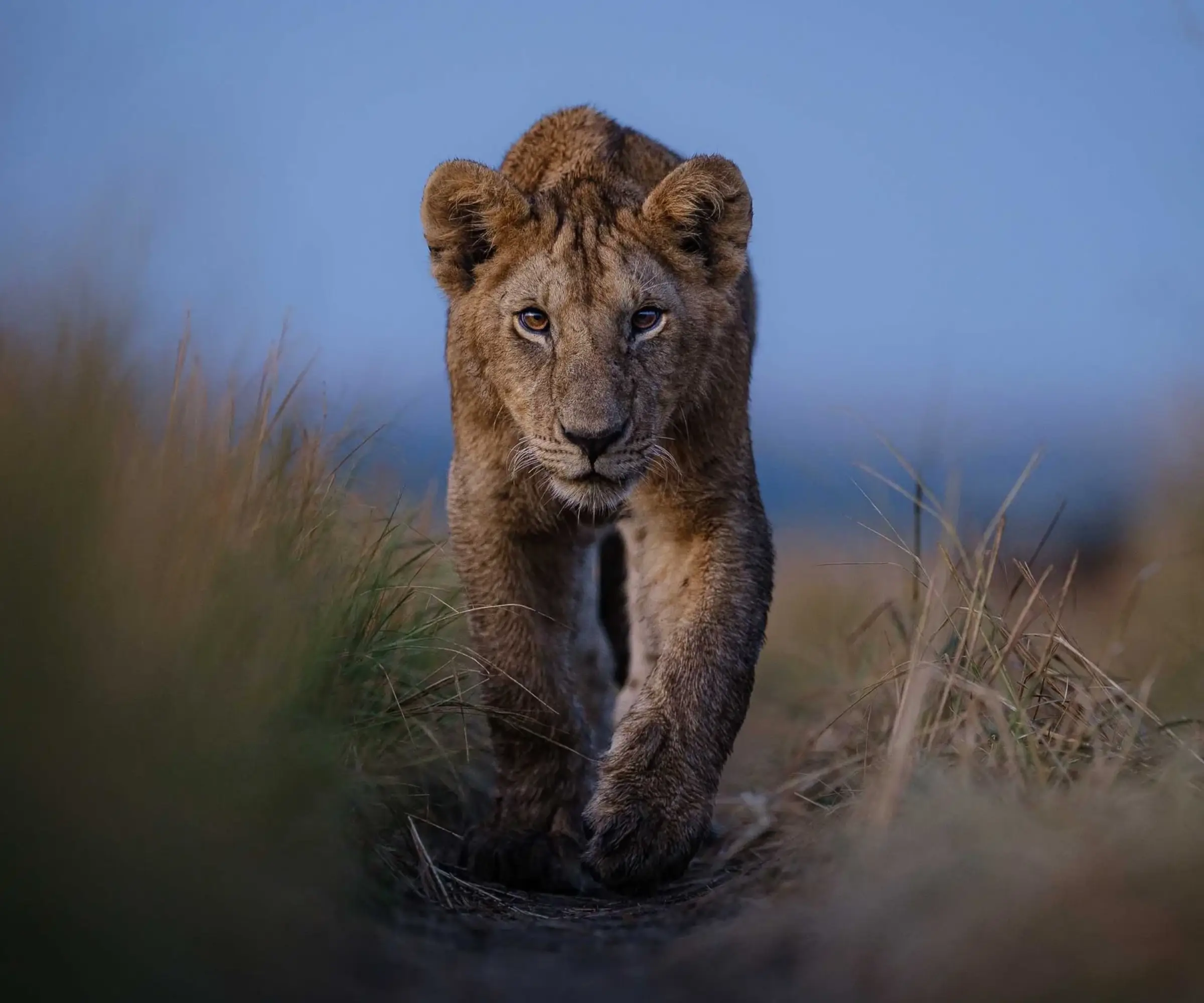 wildlife Photography