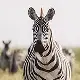 Plains Zebra