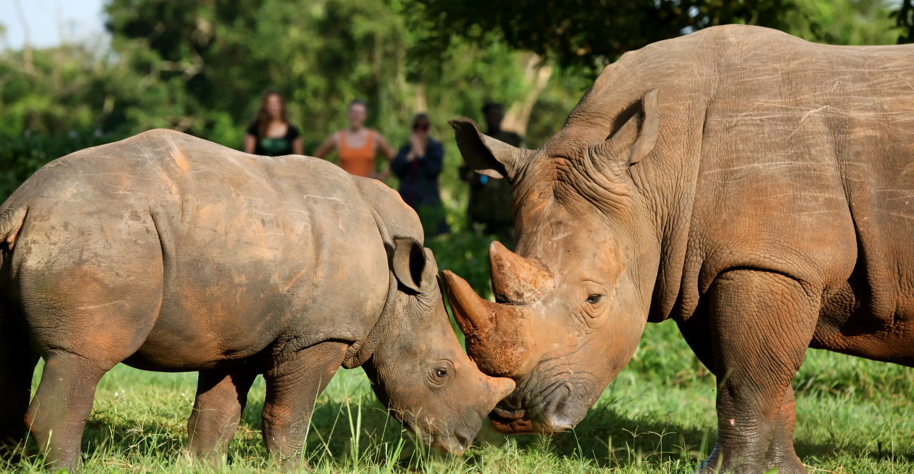 Ziwa Rhino Sanctuary