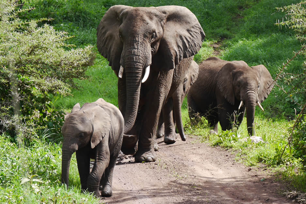 3-day-queen-elizabeth-national-park-safari-1