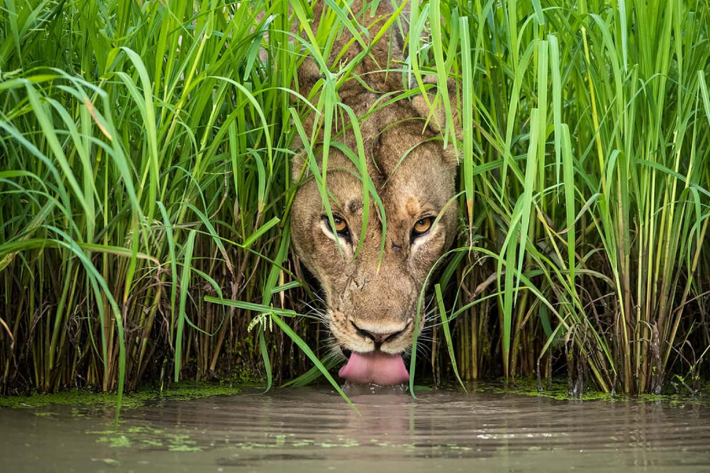 3-day-queen-elizabeth-national-park-safari-4
