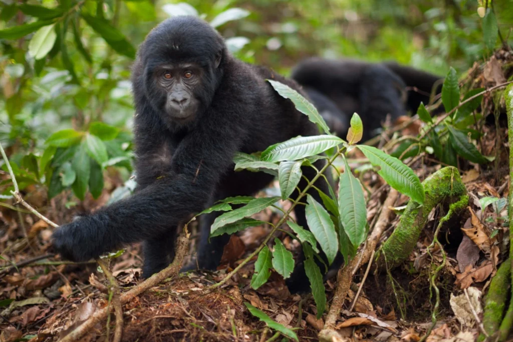 3-days-gorilla-safari-flying-3