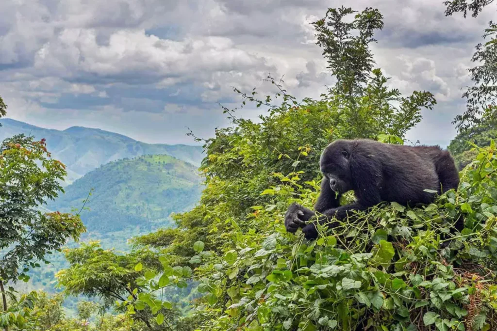 3-days-gorilla-safari-flying-5