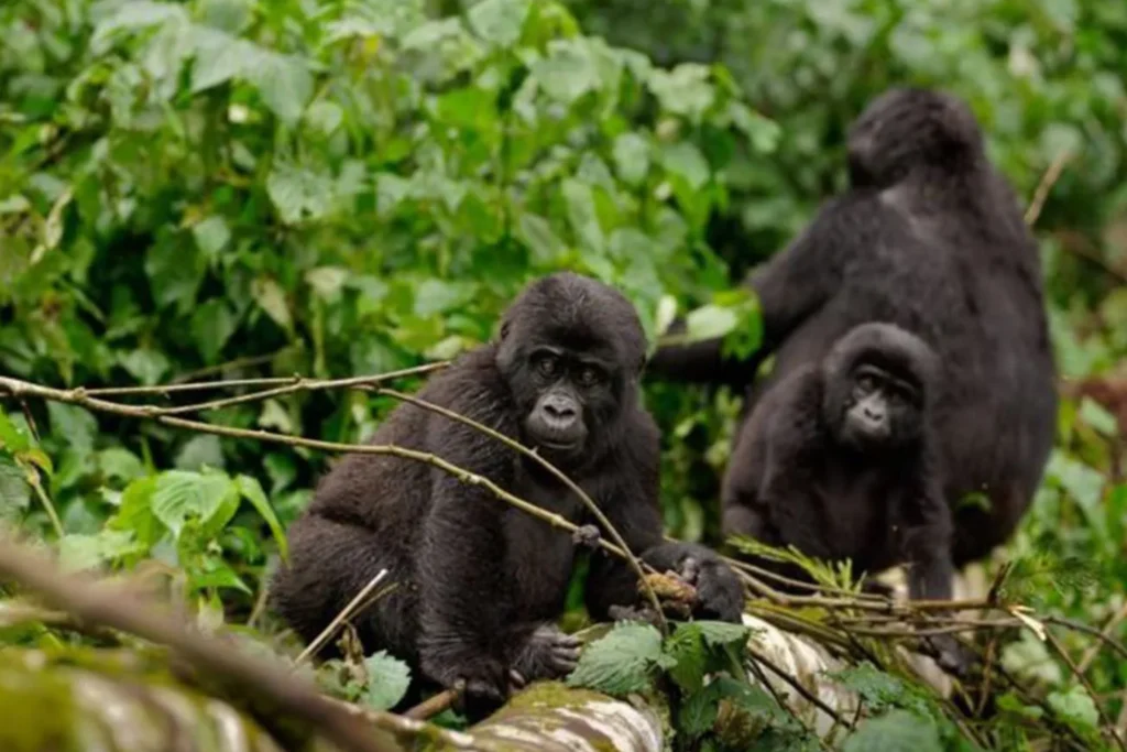 3-days-gorilla-safari-road-3