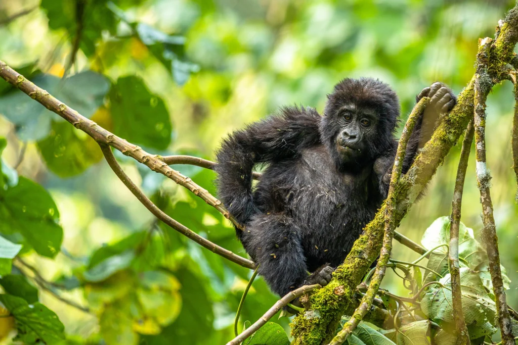 3-days-gorilla-safari-road-5